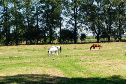 1_003_g_Pomiechowek_Konie
