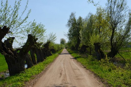 1_006_g_Winnica_Aleja_wierzbowa