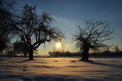 1_006_g_Winnica_Zimowy_sad_w_Goladkowie