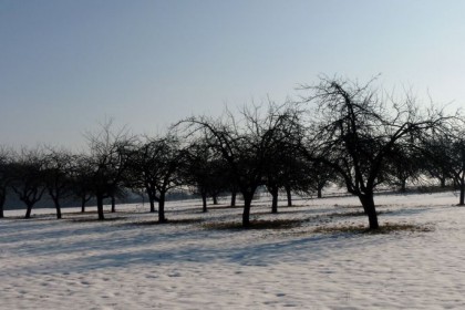 1_008_g_Pokrzywnica_sad_Dzbanice.jpg