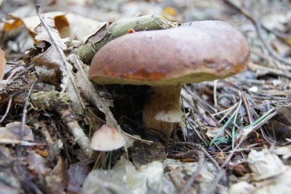 2_011_g_Winnica_Borowik