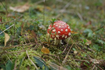 2_011_g_Winnica_Muchomor