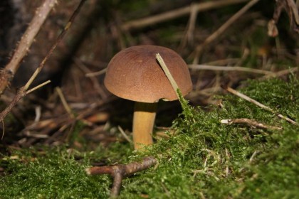 2_011_g_Winnica_Podgrzybek