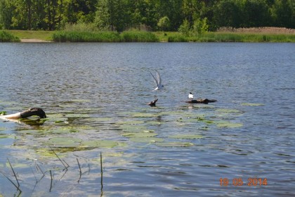 2_018_g_Pokrzywnica_Narew_w_Pogorzelcu